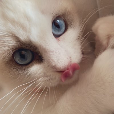 ラグドール2021/10/6みるく🐱スコティッシュ2022/9/9くるみ🐱ラグドール2023/7/18ぽん🐱キジトラゆず10ヶ月🐱黒豆柴6歳ちゃちゃまる🐶大好きな動物たちに囲まれて家族で楽しく暮らしています😘