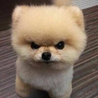 LEE (@crazylee9916) 's Twitter Profile