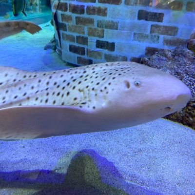 osakanosakana's profile picture. 仮想通貨 YNBEBDJS