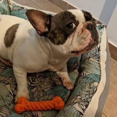 rodrisoka's profile picture. 