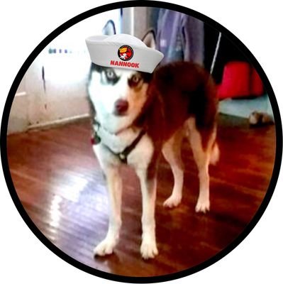 Siberian husky! Very high engery! 1year old! My human parents have been married 29years! #ZSHQ! #Dogs of Twitter! #Huskies