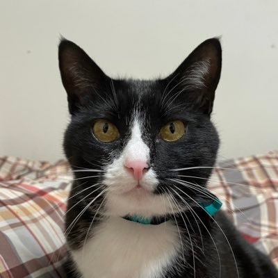 tetsudouneko501's profile picture. 常磐線/水郡線/臨鉄/ひたちなか海浜鉄道/茨交/関鉄 地盤沈下面串常習犯。キトレン。