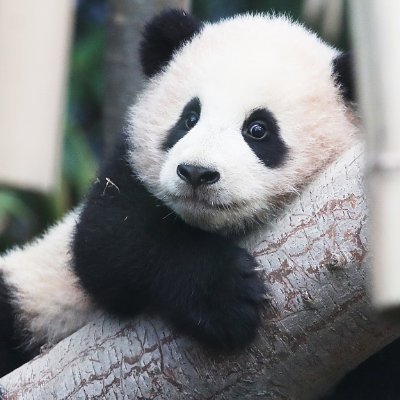 tokyoehdrihft's profile picture. programming is cool!!!1 👨‍💻