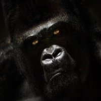 Hunter Dzugas (@hdzugas) 's Twitter Profile Photo Hunter Dzugas (@hdzugas) 's Twitter Profile Photo