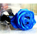 fiona carpenter - @bluerosefiona - Twitter