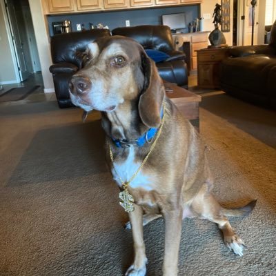 DexterDog03's profile picture. 19 AZ - Suns ASU and Steelers fan