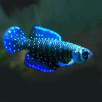 iKillifish卵生メダカ部 (@killifish2022) 's Twitter Profile
