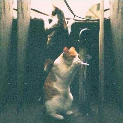 close / เดมป่วยทักเเอคในไบโอเเทนนะคะさんのプロフィール画像