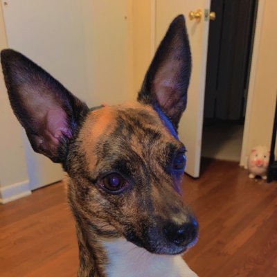 SJAnimus1's profile picture. Charismatic Camera - Prime Published | PSYPHY - Apple Music #reading #writing #being