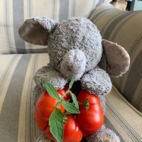 Wellington bear (@bear_wellington) 's Twitter Profile