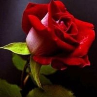 ¤ أم فرح ¤ (@umfarah2020) 's Twitter Profile