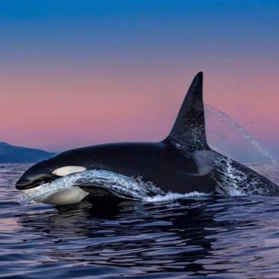 Nurse and mum who is passionate about all wildlife particularly Orcas!