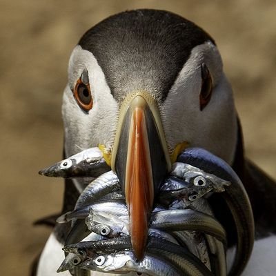 iamtimisamuel's profile picture. Humility and Loyalty Describes me