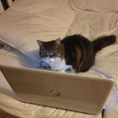 I'm more of a laptop cat than a lap cat.