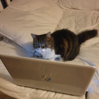 Ruby Tuesday Kitty Cat(@kitty_tuesday) 's Twitter Profile Photo