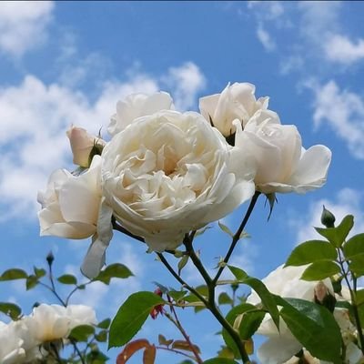 Bismillahyaa_'s profile picture. Jangan lupa untuk selalu bersyukur 😇