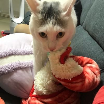 毛布をねじる猫のつぐみくんとひすい、てんてん、こはくの4頭でお送りします。  毛布をねじる様子は #ねじり猫 をつけて投稿しています。