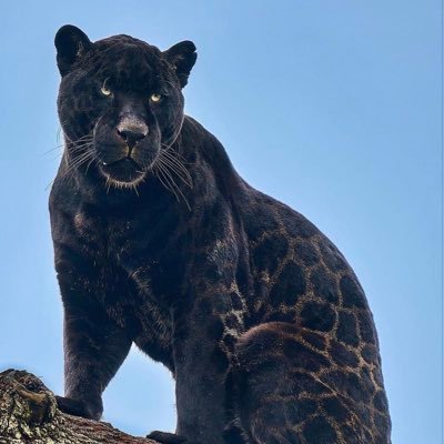 OlabiyiBolaji3's profile picture. every other night start with a good day 🌖