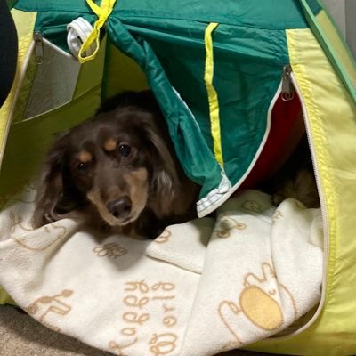 2525gremy's profile picture. グレミー2001.4.11〜2017.3.9🌈   イザーク？？〜2015.6.19🌈 　ニコルダックスフンド親衛隊No.5？？〜2023.2.17🌈 アスラン2021.8.28〜 お家記念日2023.7.8 ダックスに魅了されるダックス大好きおばさん👩