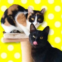 つぶあんおはぎ (@tsubuandohagi) Twitter profile photo