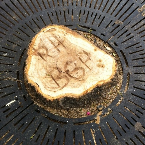 We seek to hold the Mayor and City Council of Baltimore accountable for the illegal removal of trees associated with the Baltimore Grand Prix.