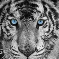 🚩Satya_Sanatan🚩 (@satya_sanatan77) 's Twitter Profile
