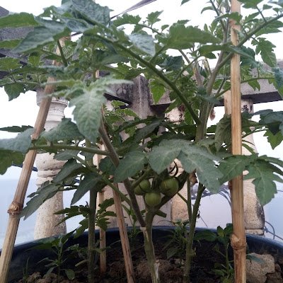 CainalaKrsi's profile picture. Cxrd