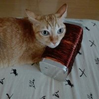 TINCAT2022 (@tincat2022) 's Twitter Profile