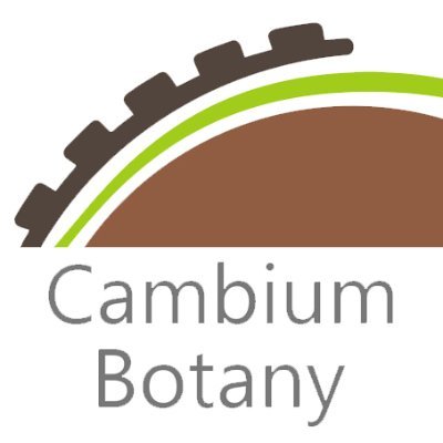 Cambium Botany is een onderzoeksbureau, waar u als bedrijf, overheid of particulier terecht kunt voor onderzoek aan archeologisch hout en houtskool.