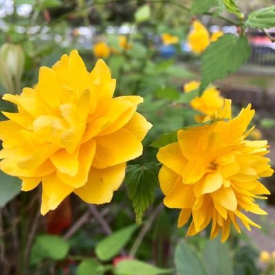 もちまる on Twitter: もちまる on Twitter: