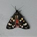 Somerset Moth Group (@MothsSomerset) Twitter profile photo