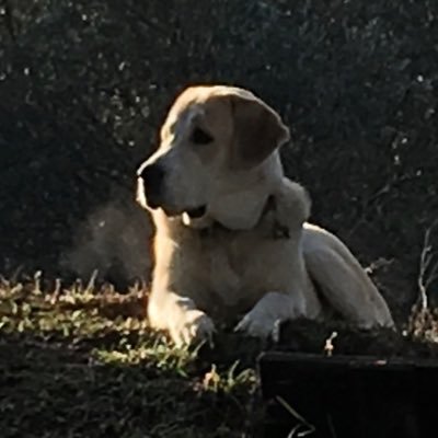 AliHaydarILERI1's profile picture. 