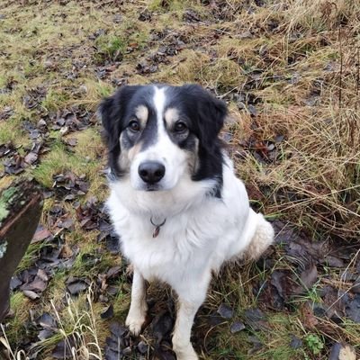 Ich bin ein schreckhafter Tornjak-Mix mit bosnischem Migrationshintergrund. Ich blogge. 🐶 Meine Übersetzerin finden Sie hier: https://t.co/EHxcHH9Olg