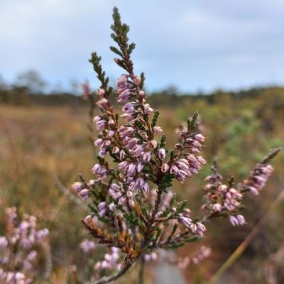 Nordic MSc student in Environmental Changes at Higher Latitudes @ Lund University & Agricultural University of Iceland | peatlands, hydrology & human ecology 🌍