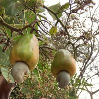 International Cashew Development Initiative (ICDI) (@icdiafrica) 's Twitter Profile