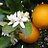WinterHaven_FL's profile image