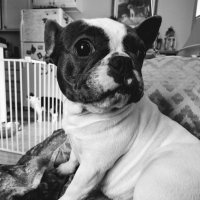 Lulu the little blind bully (@lulu_blindbd4) 's Twitter Profile