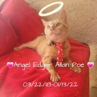 🐾💗Angel Edgar Allan Poe's Family💗🐾(@lynnslagle42) 's Twitter Profile Photo