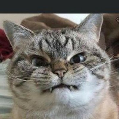 DDidie974's profile picture. 