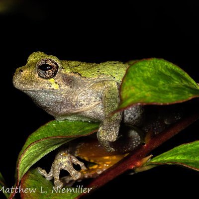 Unofficial Science Account of UAH Biological Sciences Department - for science-related announcements and research sharing.