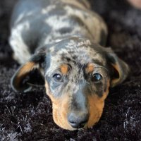 Snoop D'Acampo (@iamsnoopdacampo) 's Twitter Profile