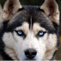 TheWatchdog'sBark(@twdbark) 's Twitter Profile Photo