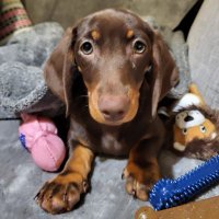 Mimi Moon - the smooth haired Dachshund 🌭 (@mimimoomoomoon) 's Twitter Profile
