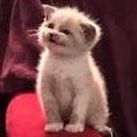 cornstarching's profile picture. christopher | 🔞 18+ | minors DNI | for nsfw stuff + rts