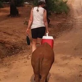 charity ambassador for Care for Wild rhino sanctuary. Follow and support @careforwild