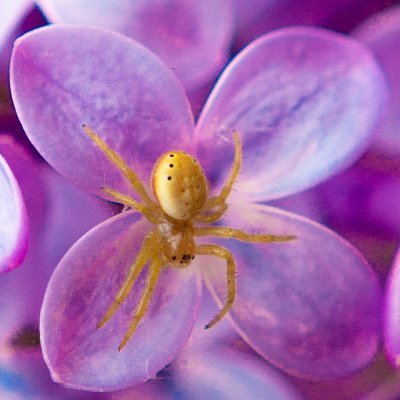 cyanophyt's profile picture. Artist/naturalist. I honestly don't go on here all to often. you might have better luck on twitch.