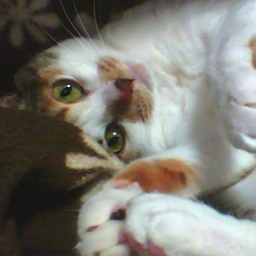 Calico_PaSeRi's profile picture. 