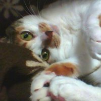 みけねこ*PaSeRi@ (@calico_paseri) 's Twitter Profile