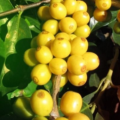 JosabaInvCA's profile picture. Café