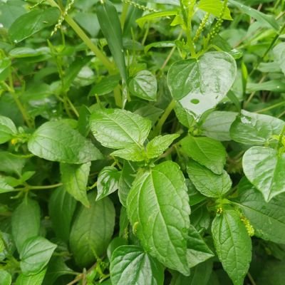 Abdull87472685's profile picture. Jasa hidup# apa pentind?